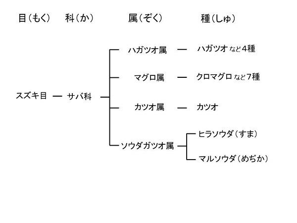 めぢかの系統図