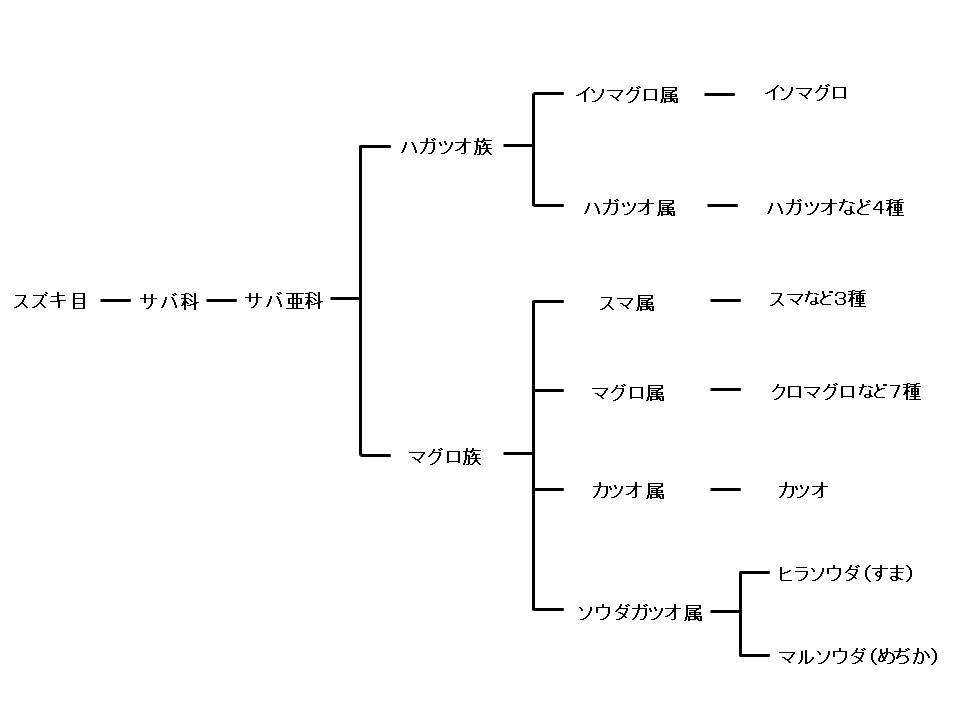 ソウダガツオの系統図
